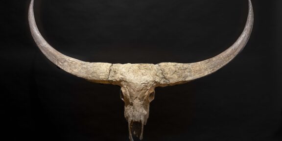Magnifico trofeo fossile Bovino. Bubalus paleokarabau, mammifero erbivoro della sottofamiglia dei bovini. Tardo Pleistocene. Stima: 20.000-25.000€. Venduto a: 24.000€