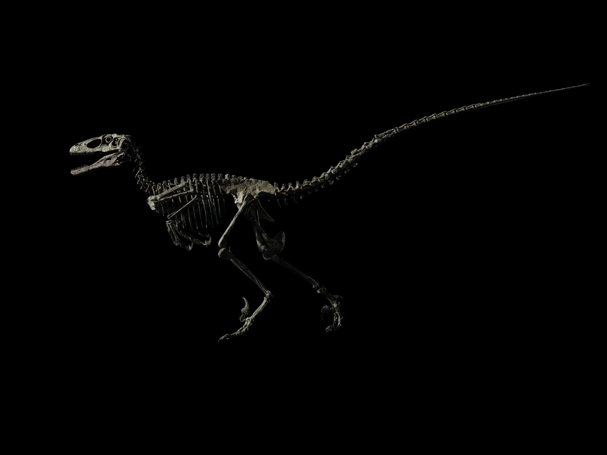 Dal Cretaceo a Christie’s. Un raro esemplare di Velociraptor si presenta all’asta