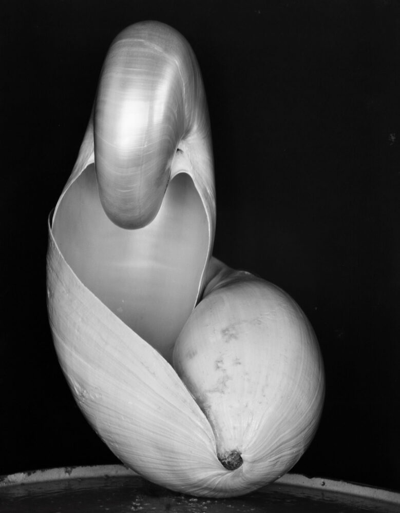 Edward Weston, Shell, 1927 Gelatin silver print © Center for Creative Photography, Arizona Board of Regents