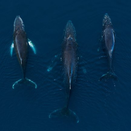 Baleine, Cuverville Island, Antarctique © Filip Kulisev