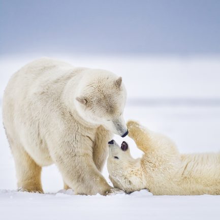 Polar bear mother and cub, Beaufort Sea Arctic © Patrick J. Endred collection, Corbis Documentary. Via Getty Images
