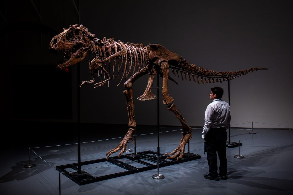 Sotheby’s porta in asta uno scheletro di gorgosauro stimato fino a $ 8 milioni