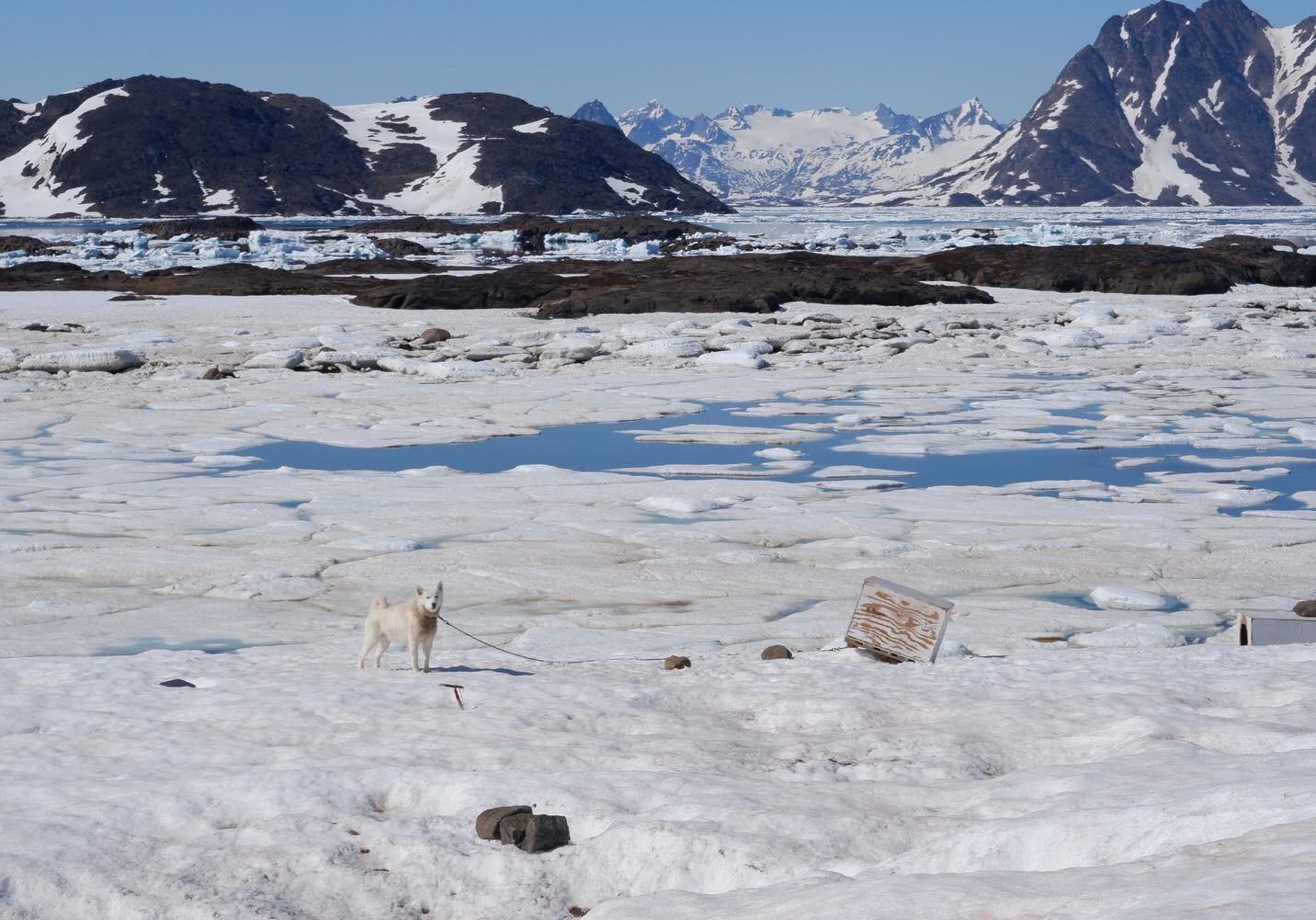 Il magico progetto in Groenlandia di Roberto Ghezzi e la scoperta dell’alga rossa