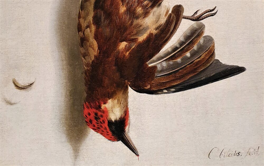 Cornelis Biltius, Natura Morta, fine Seicento
