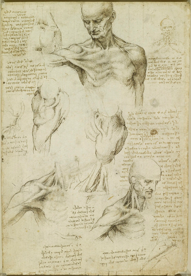 Leonardo da Vinci: Superficial anatomy of the shoulder and neck (recto), ca. 1510, pen and ink with wash and black chalk on paper, 11 by 8 inches.