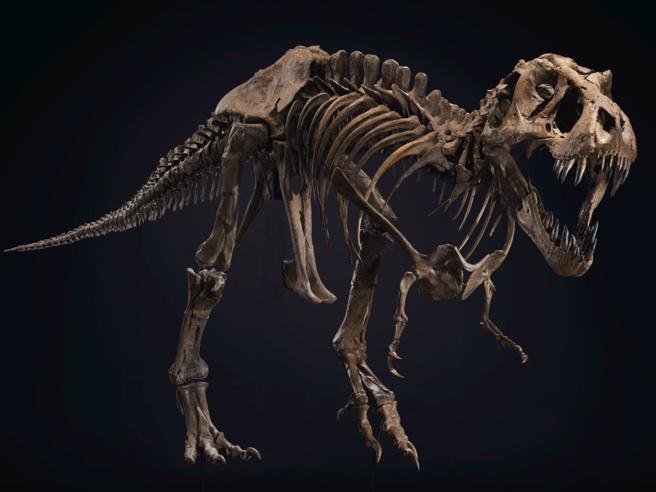 Uno degli scheletri di T.Rex più completi mai scoperti passa all’asta da Christie’s