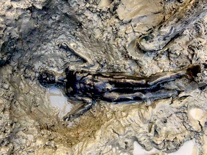 Le statue trovate a San Casciano dei Bagni (foto Corriere Fiorentino)