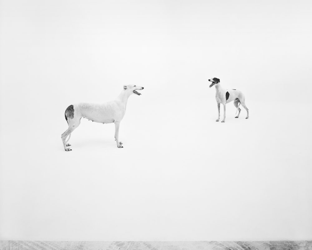 Simon Starling Pedigree English Greyhound, Valldemossa dell’Attimo Fuggente (Vera) photographed at Four Studios, Mirafiori Car Plant, Turin, 2019 100 x 140 cm   Courtesy l’artista e Galleria Franco Noero, Torino