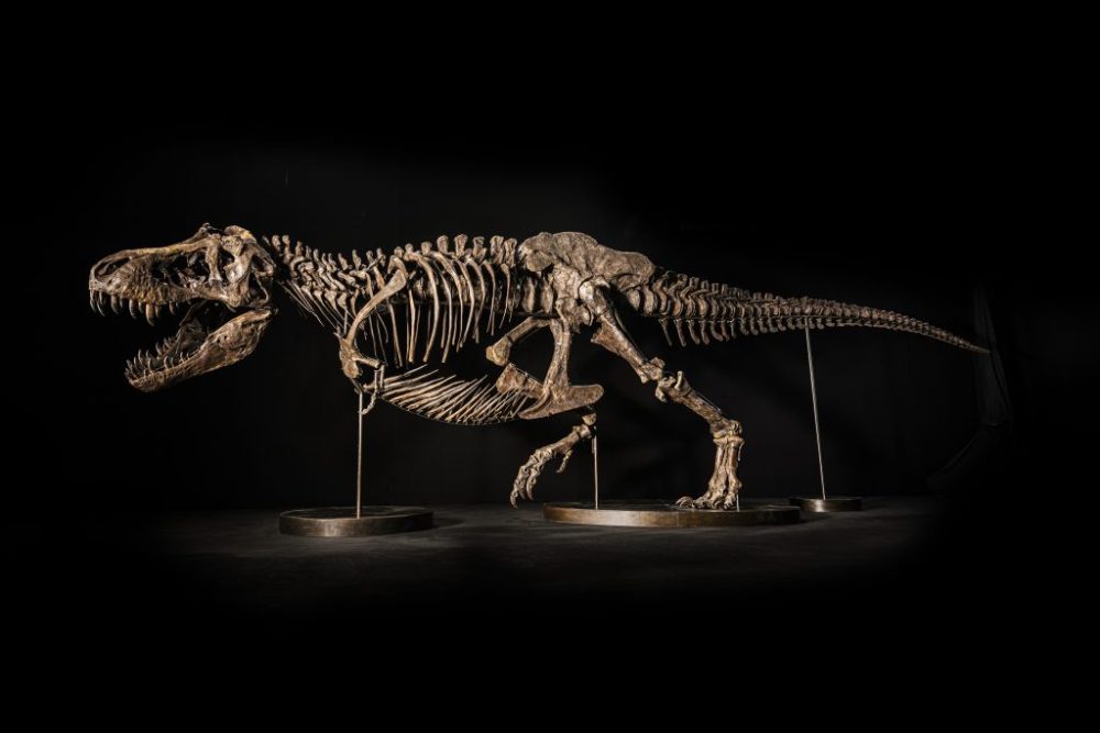 Shen the T. rex skeleton. Courtesy of Christie's.