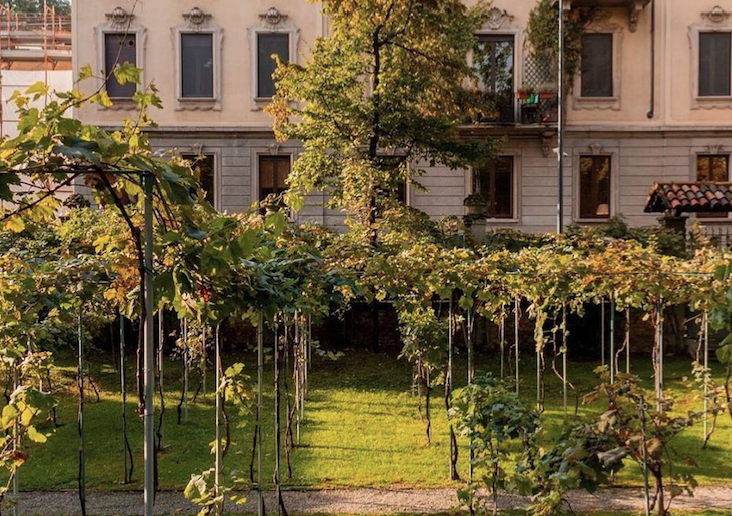 Bernard Arnault ha acquistato la Vigna di Leonardo a Milano