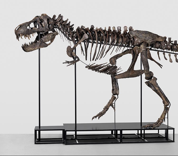 Anversa. La Phoebus Foundation ha acquistato uno scheletro di T. rex e vorrebbe esporlo in un grattacielo