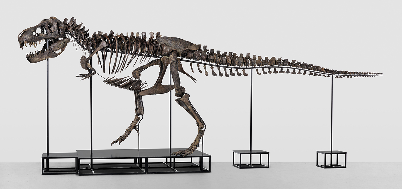 La casa d’aste Koller porta in vendita, per la prima volta in Europa, uno scheletro di T-Rex completo