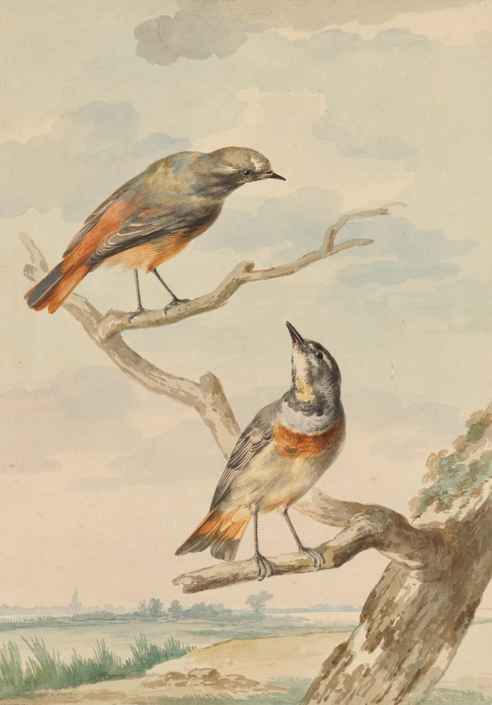 Aert Schouman (Dordrecht 1710 – 1792 The Hague), Two Native Passerines, 1759 Watercolour and gouache, over a sketch in graphite. – 365 × 258 mm Royal Museums of Fine Arts of Belgium, inv. 4060/3327 Photo © johan@artphoto.solutions