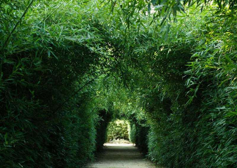 Corridoio del Labirinto di bambù. Labirinto della Masone, Fontanellato (Parma)