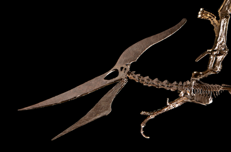 Leggendari predatori della terra e del mare. Un pteranodonte e un plesiosauro in asta da Sotheby’s