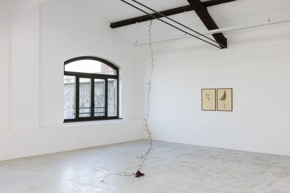 After Reminiscence, installation views at Cassina Projects, 2024 - Courtesy Cassina Projects, ph. Roberto Marossi