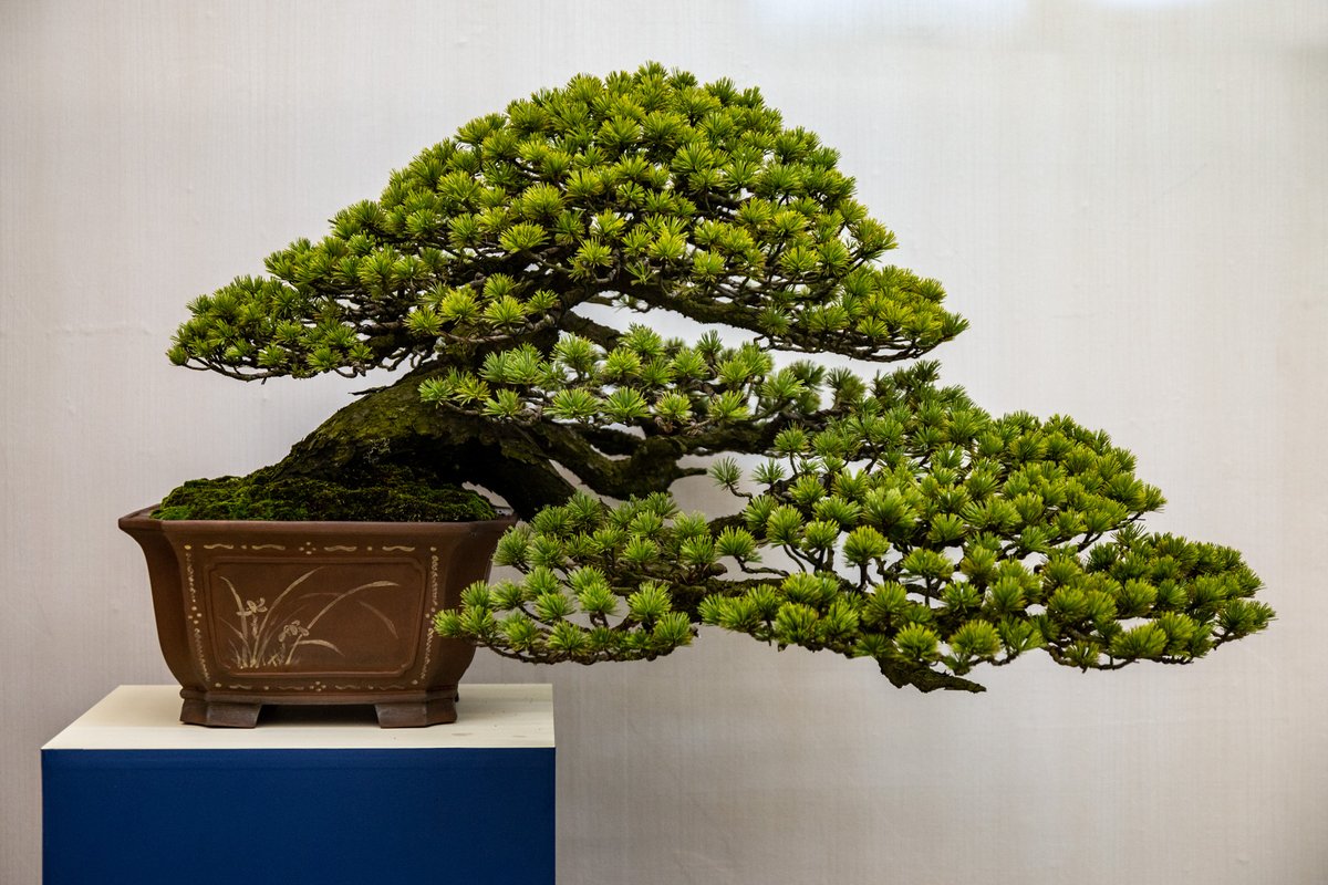 Meraviglia Bonsai: la bellezza giapponese tra arte e natura