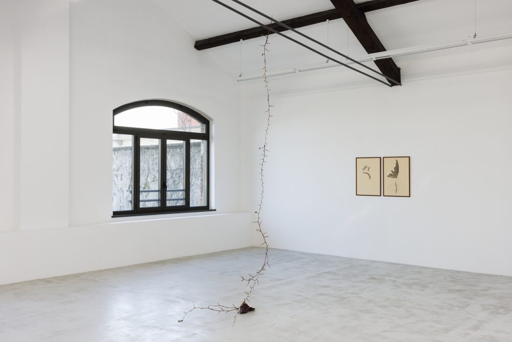 Matilde Sambo - After Reminiscence, installation views at Cassina Projects, 2024 Ph. Roberto Marossi - Courtesy Cassina Projects