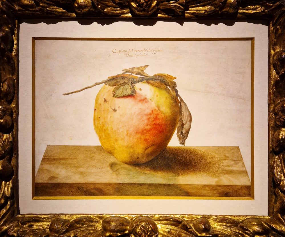 Giovanna Garzoni, Ritratto di una mela (Rob Smeets)