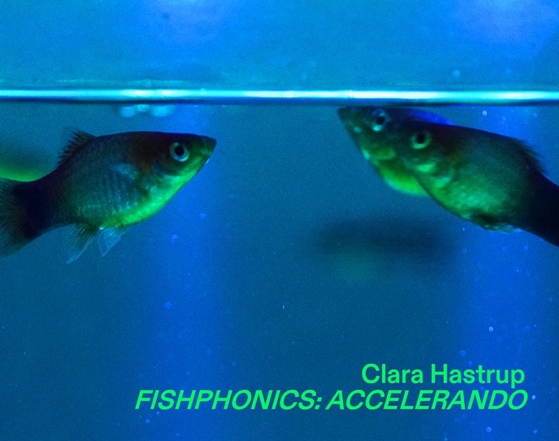 Clara Hastrup, Fishphonics: una scultura di musica e pesci nella sinfonia di un acquario, targato Matta