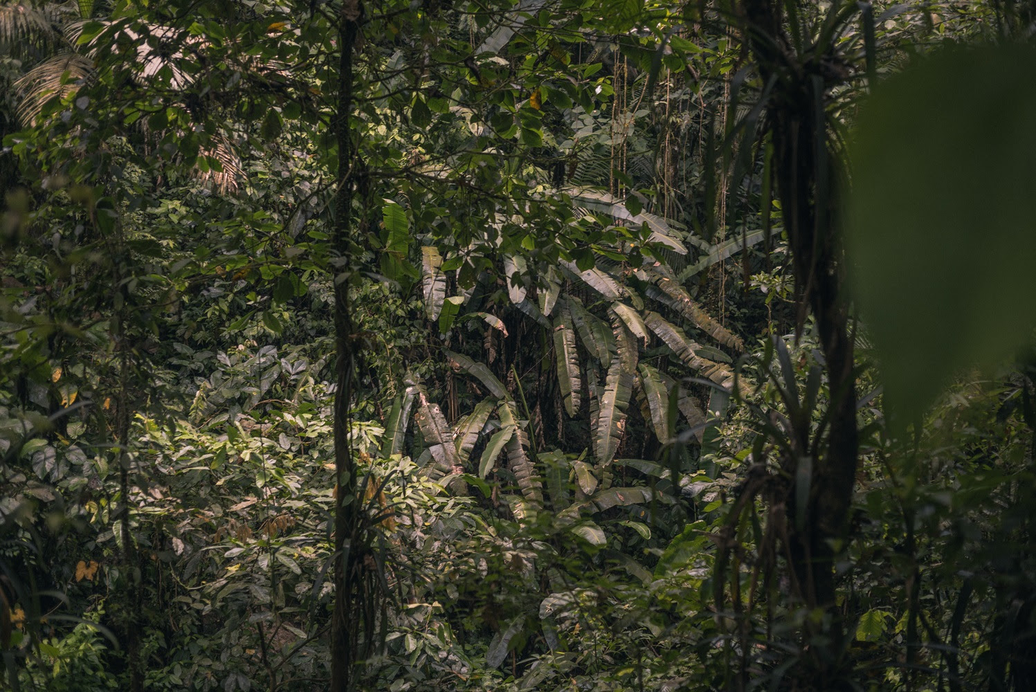 Fondazione Beyeler e Globus insieme per un progetto di arte pubblica in difesa della foresta dell’Ecuador