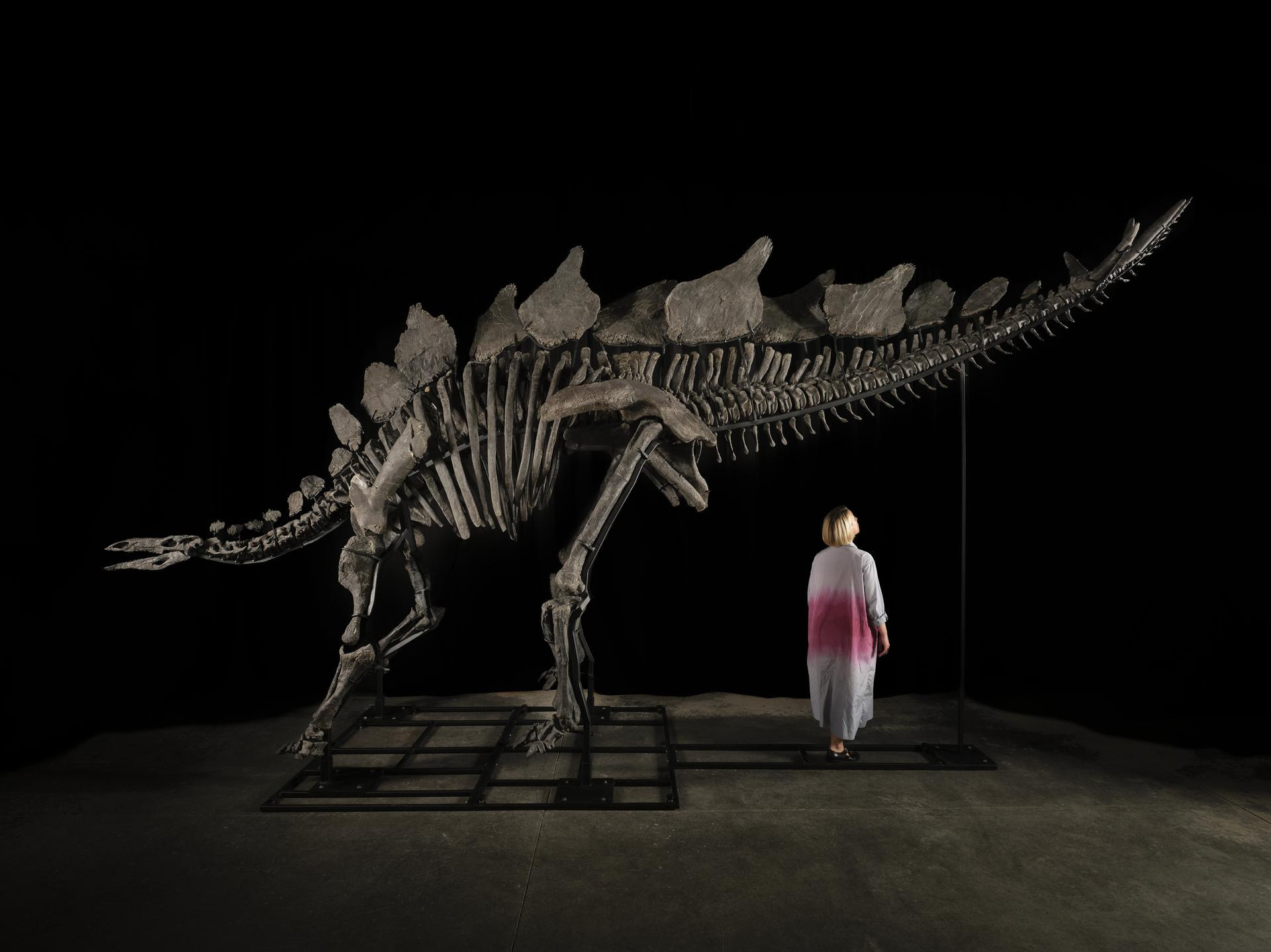 Apex. Sotheby’s presenta il primo (e gigantesco) esemplare di Stegosaurus arrivato sul mercato