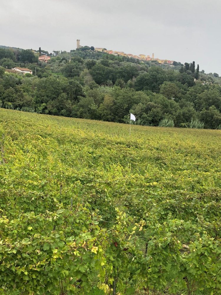 Flavio Favelli e Luca Bertolo, La poesia della terra, Castelnuovo Magra, azienda La Colombiera