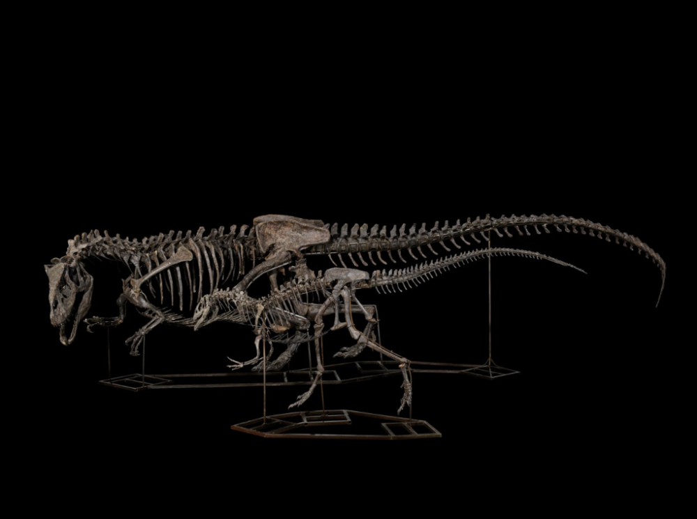 Coppia di Allosaurus. Venduto a 