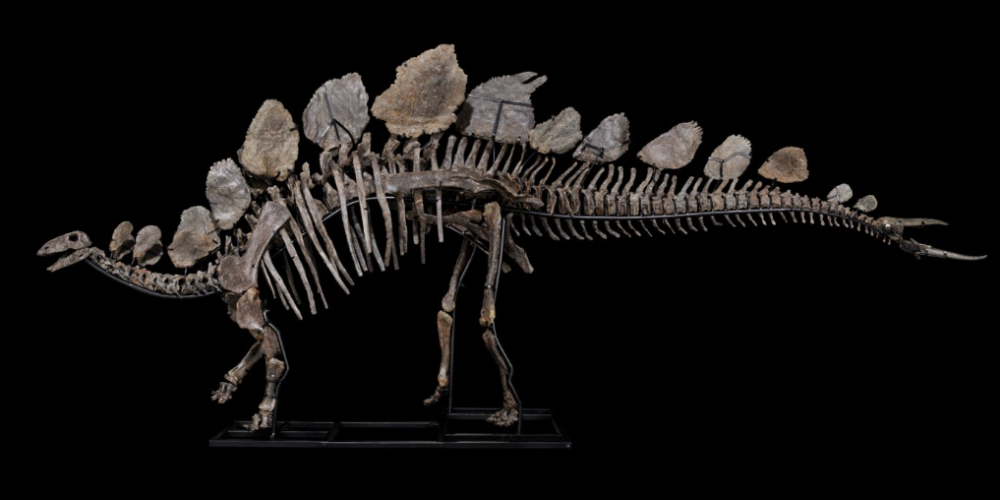 Stegosaurus. Venduto a 