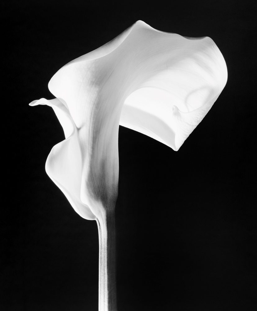 Calla, 1988 © Robert Mapplethorpe Foundation, used by permission, courtesy Galleria Franco Noero, Torino