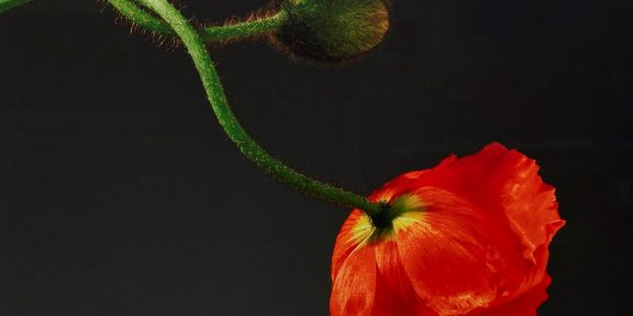 Poppy, 1988 © Robert Mapplethorpe Foundation, used by permission, courtesy Galleria Franco Noero, Torino