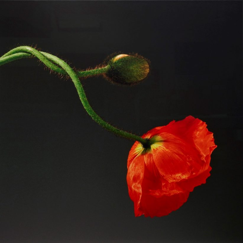 Poppy, 1988 © Robert Mapplethorpe Foundation, used by permission, courtesy Galleria Franco Noero, Torino