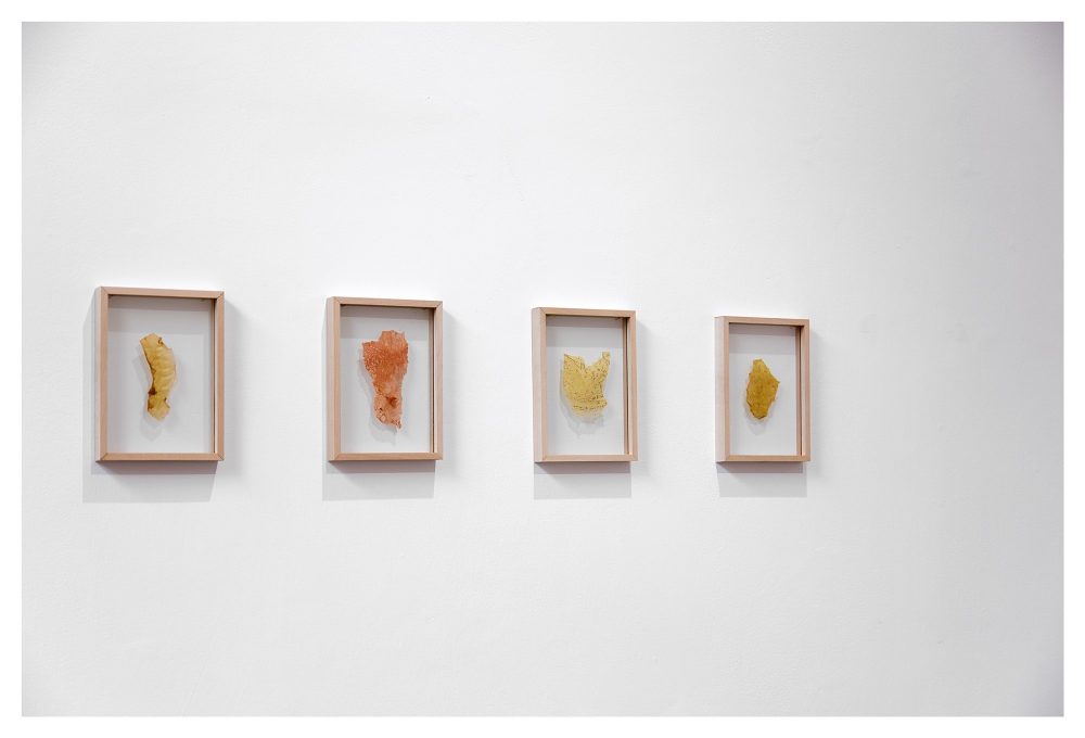 Turchi, Pelli vegetali, 2017