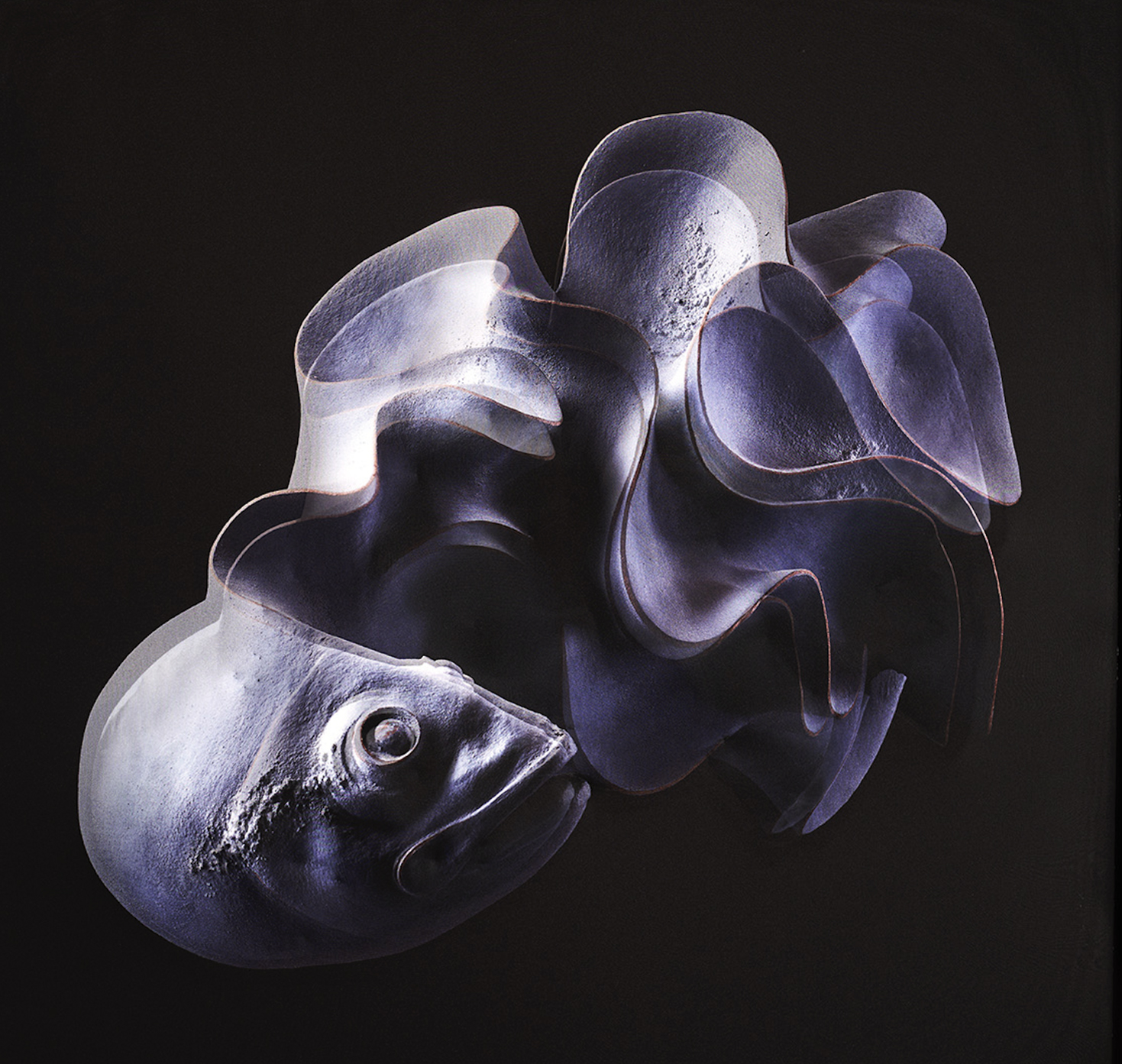 San Giuliano Milanese ospita “Micorriza”, il Festival che unisce arte, natura e umanità