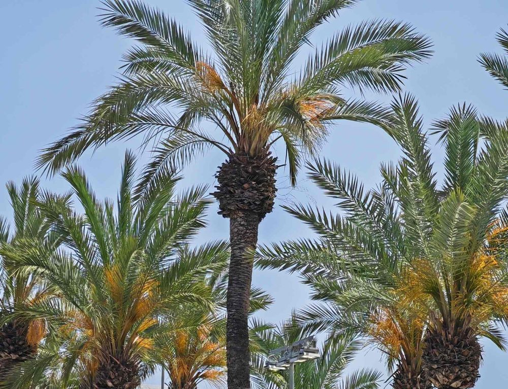 Art Palma Summer 2025 al via