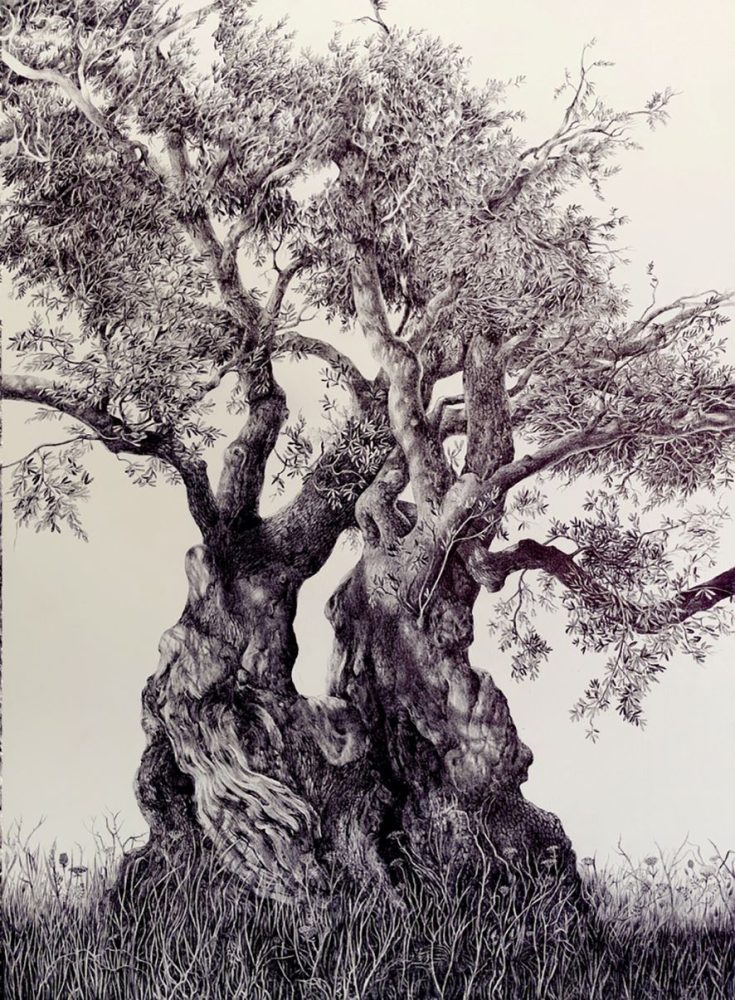 Caterina Elena Doria, Grande Olivo, 70x50 cm