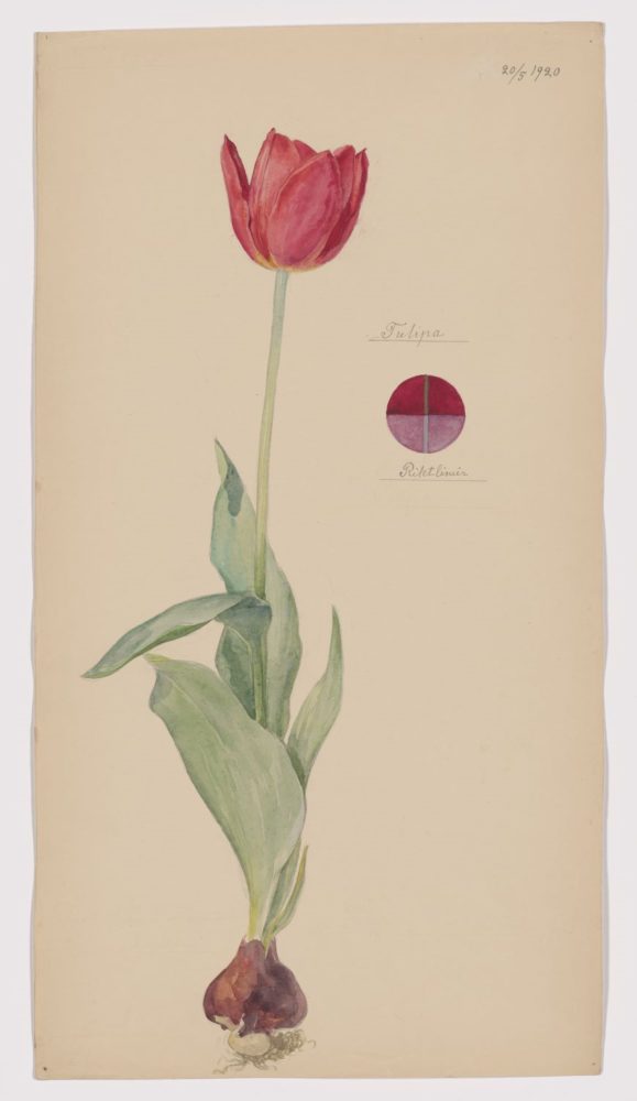Hilma af Klint, Tulipa sp. (Tulip), 1920