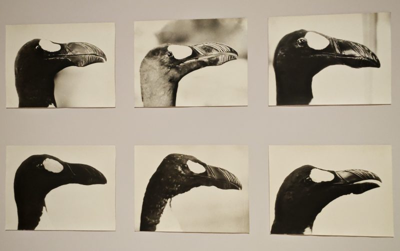 Typologien Photography in 20th Century Germany, Fondazione Prada, Milano