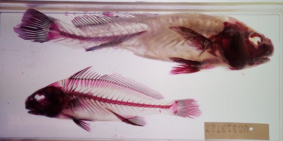 Camille Henrot, Grosse Fatigue, 2013 Video (color, sound) 13 min