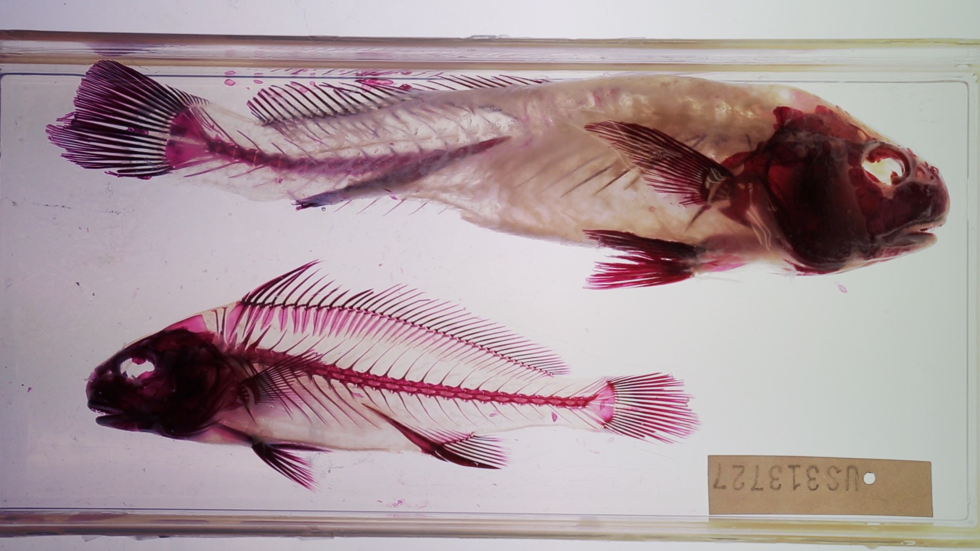 8 Albe 2025. A Noto la videoarte racconta la fine del mondo