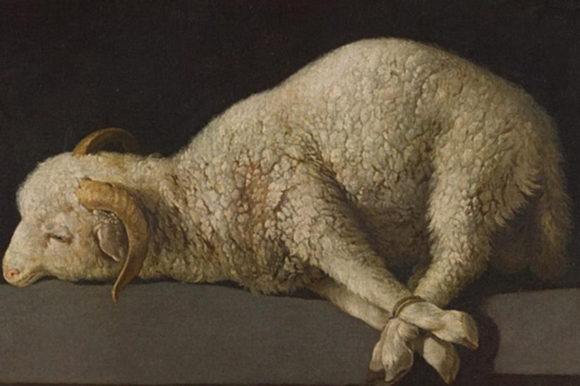 Francisco de Zurbarán, Agnus Dei, 1635-40, Madrid, Museo Nacional del Prado © Archivio Fotografico Museo Nacional del Prado