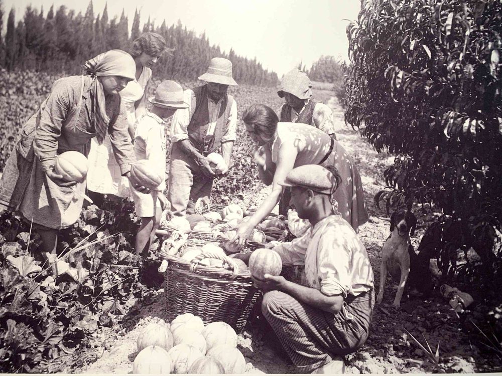 Raccolta meloni nel Var