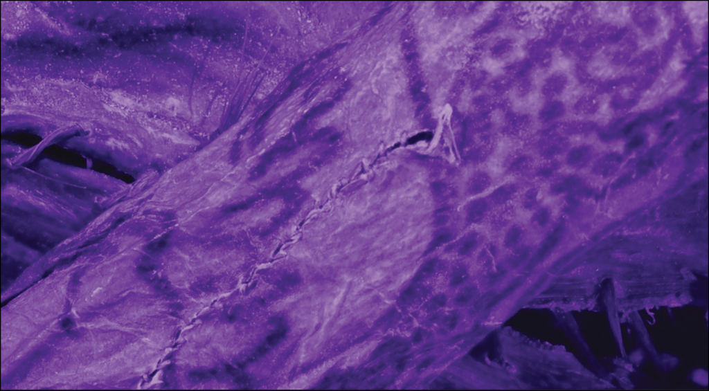 I tatuaggi perduti della mummia di Pazyryk tornano a parlare