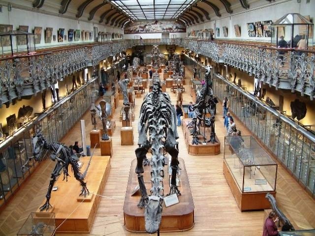 Colpo da 700mila dollari al Museo di Storia Naturale di Parigi