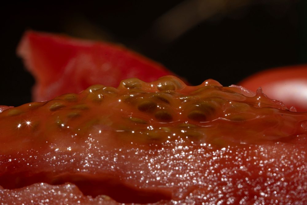 Aterraterra, San Marzano 2, Tomato Study, 2025, Photo Aterraterra. Courtesy of the artists