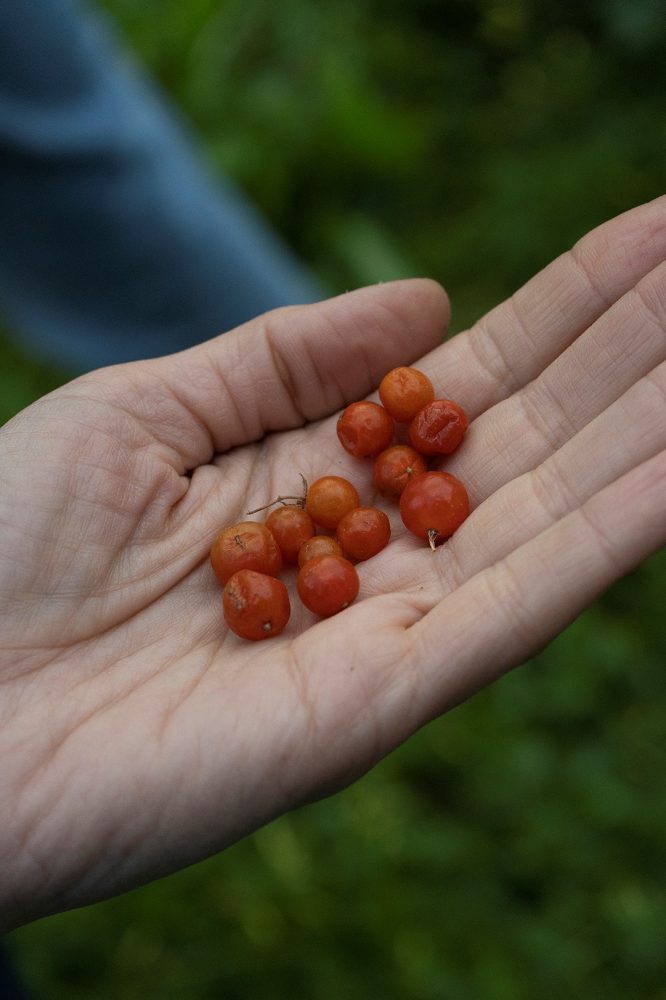 Aterraterra, Solanum Pimpinellifolium, Tomato Study, 2023, Photo Aterraterra. Courtesy of the artists