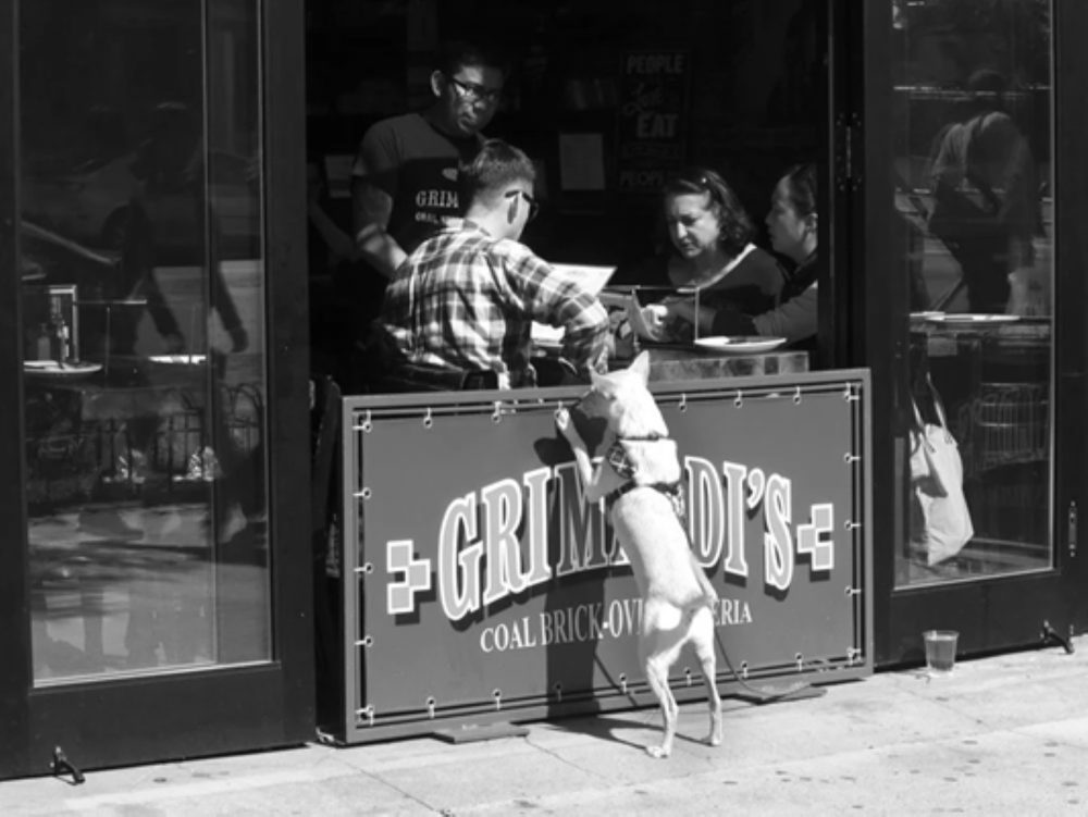 Euro Rotelli. New York, Paul Aster and Me. Il cane