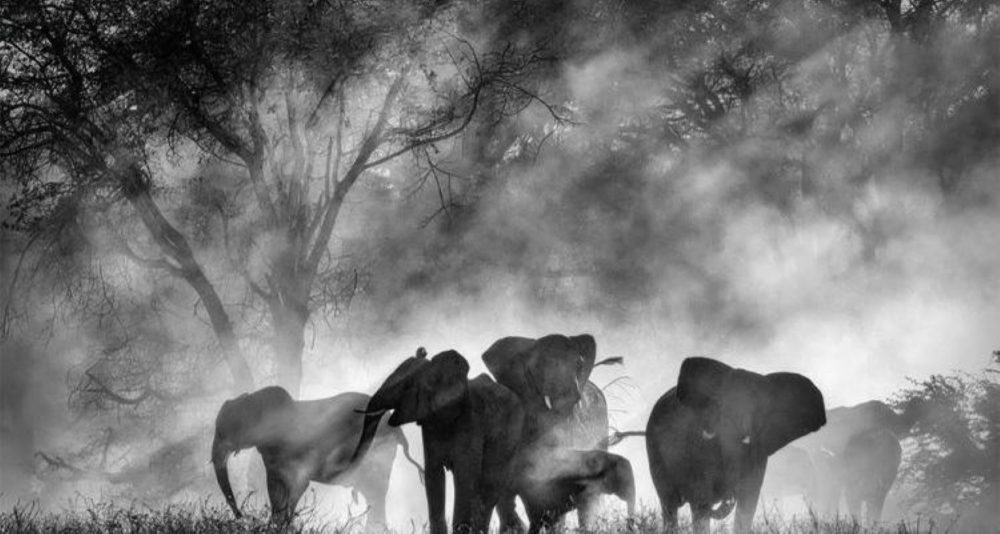 Ghost Elephants, di Werner Herzog