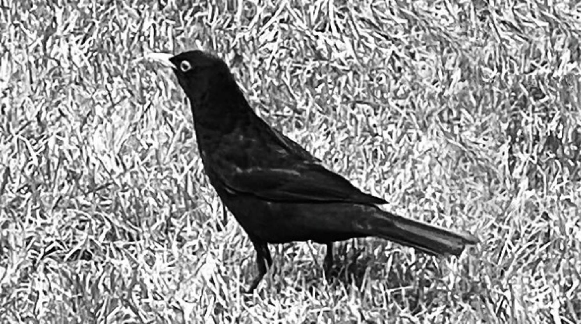 Metal Soundz 2025: arte e comunità nell’officina ModuloVentisei di Leinì