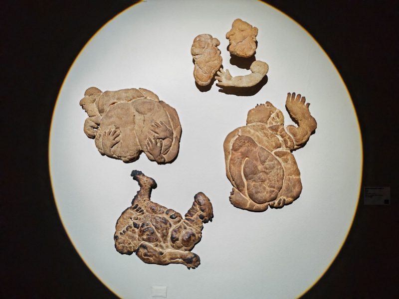 Maria Giovanna Zanella, Buoni, Premio Cairo 2025